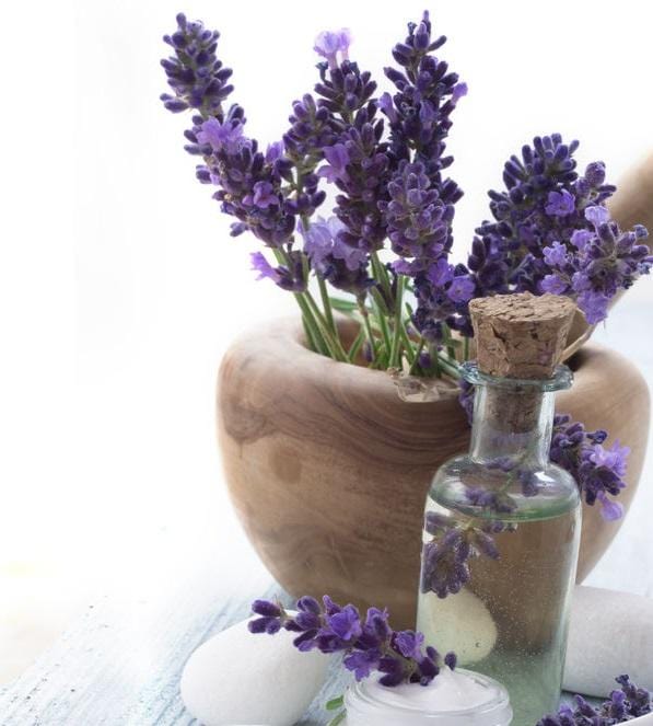 10 Things You Need to Know About Lavender Essential Oil